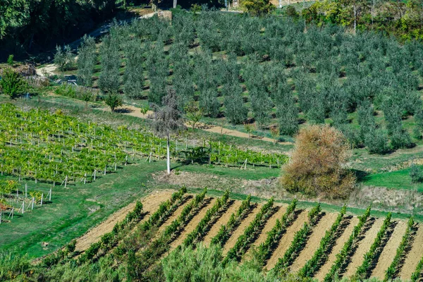 Olive Trees Tuscany Italy Harvest Time Autumnal View — Stock Photo, Image