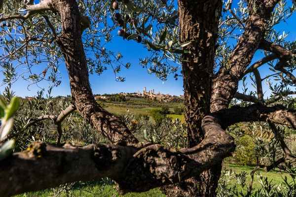 Olive Trees Tuscany Italy Harvest Time Autumnal View — Stock Photo, Image