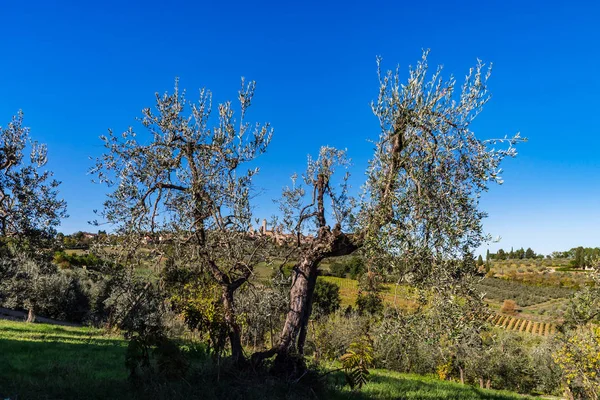 Olivträd Toscana Italien Skörda Tid Höstlig Visa — Stockfoto