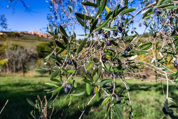 Olives Olive Tree Harvest Time Autumn Italy Closeup — Stock Photo, Image