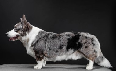 Güzel corgi köpek ayakta, yan görünüm, koyu arka plan