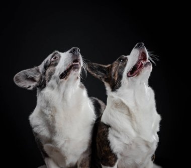 İki güzel kahverengi ve gri corgi köpek Studio, isolat poz
