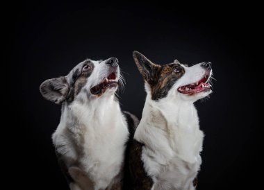 İki güzel kahverengi ve gri corgi köpek Studio, isolat poz