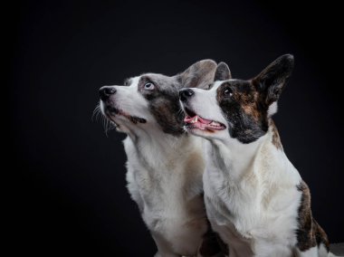 İki güzel kahverengi ve gri corgi köpek Studio, isolat poz