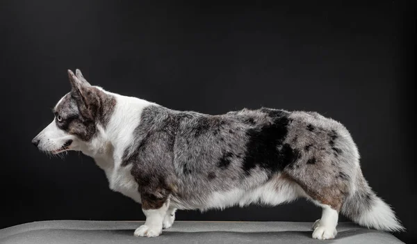 Frumos câine corgi în picioare, vedere laterală, fundal întunecat — Fotografie, imagine de stoc