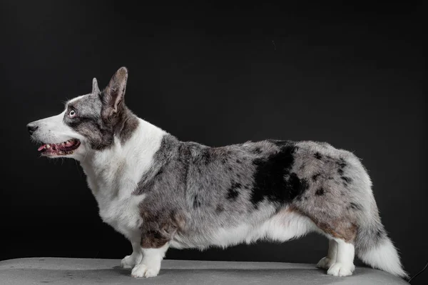 Schöner Corgi Hund stehend, Seitenansicht, dunkler Hintergrund — Stockfoto