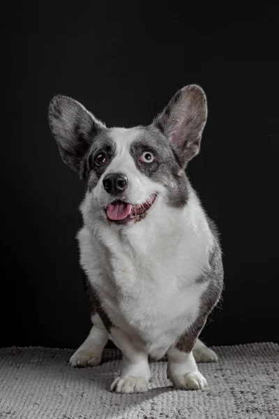 Krásné šedé corgi pes s různými barevné oči closeup emo — Stock fotografie