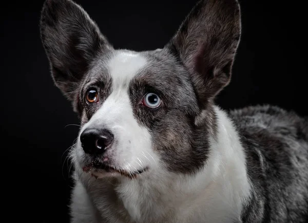 다른 색된 눈 근접 촬영이 모와 아름 다운 회색 corgi 강아지 — 스톡 사진