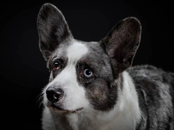 Beautiful grey corgi dog with different colored eyes close seup emo — стоковое фото