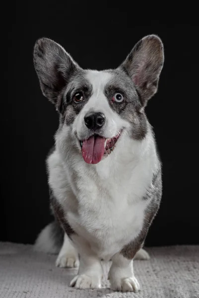 Hermoso perro corgi gris con diferentes ojos de colores emo primer plano —  Fotos de Stock