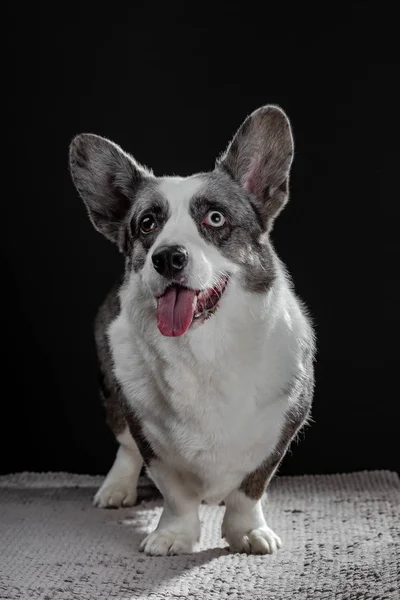 Beautiful grey corgi dog with different colored eyes close seup emo — стоковое фото