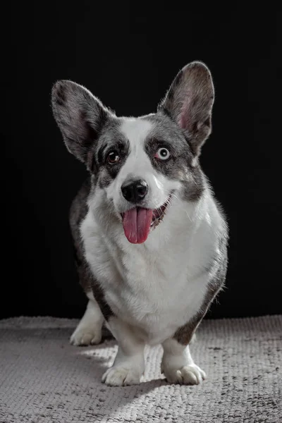 Beautiful grey corgi dog with different colored eyes close seup emo — стоковое фото