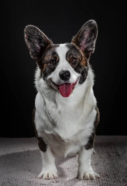Pies piękny brązowy corgi zbliżenie emocjonalne portret — Zdjęcie stockowe