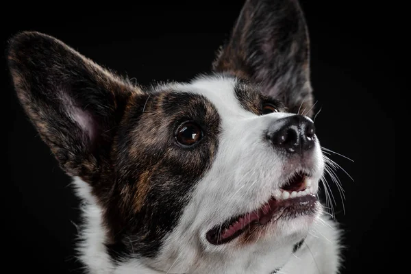 Schöne braune Corgi Hund Nahaufnahme emotionales Porträt — Stockfoto