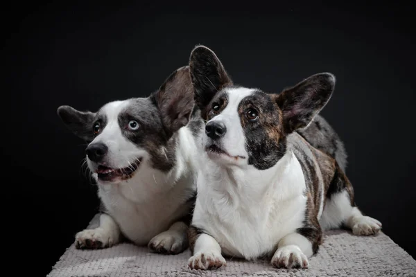 Две красивые коричневые и серые собаки корги позируют в студии, изолят — стоковое фото