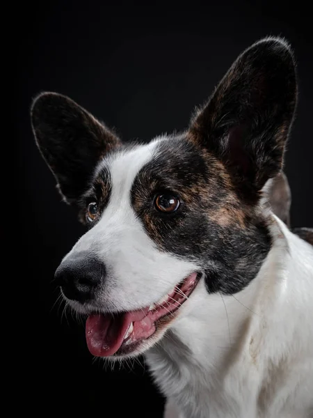 Красивый коричневый корги собака крупным планом эмоциональный портрет — стоковое фото