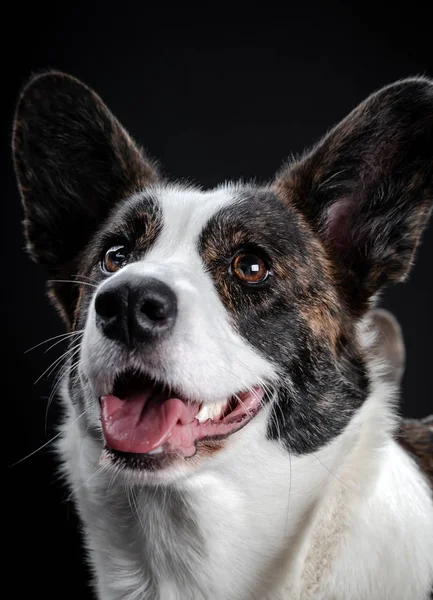 Hermoso marrón corgi perro primer plano emocional retrato —  Fotos de Stock