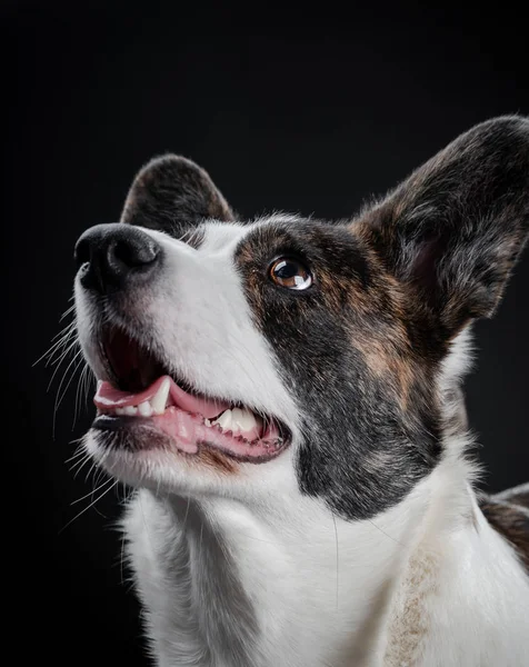 Красивый коричневый корги собака крупным планом эмоциональный портрет — стоковое фото