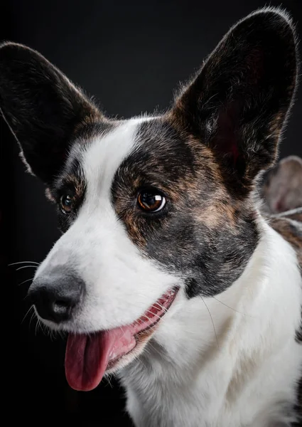 Hermoso marrón corgi perro primer plano emocional retrato — Foto de Stock