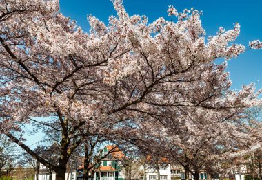 İlkbaharda çiçekli kiraz ağaçları, Strazburg, Alsace