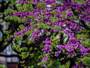 Strazburg'da çiçekli güzel pembe sakura, İlkbahar