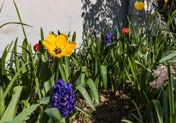 Hermosos tulipanes en el sol de primavera, Alsacia, frescura y claridad — Foto de Stock