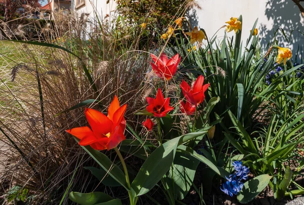 Hermosos tulipanes en el sol de primavera, Alsacia, frescura y claridad — Foto de Stock