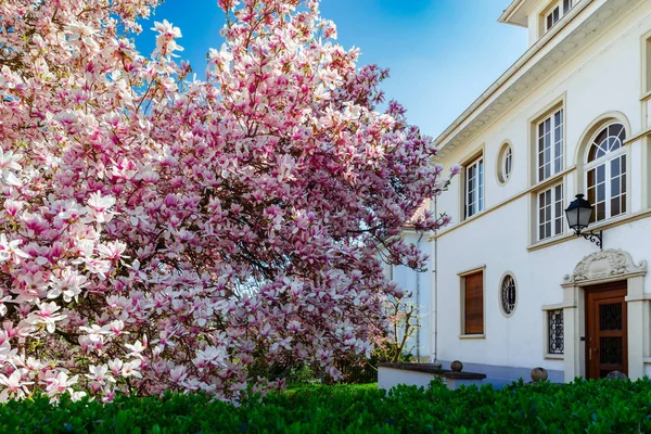 Hermosa magnolia rosa en Estrasburgo, primavera, Alsacia —  Fotos de Stock