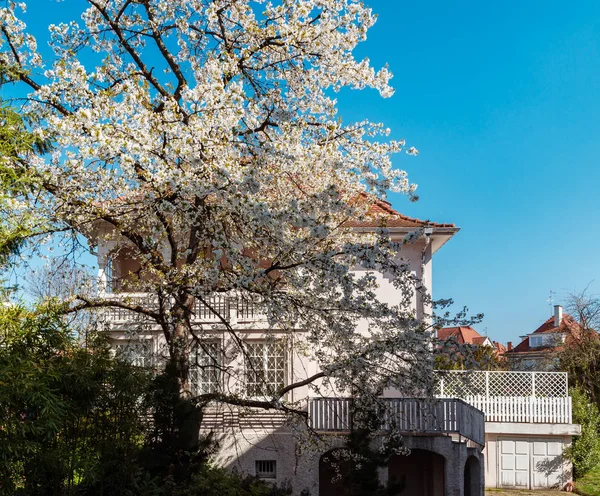 Kwitnące drzewa wiśniowe na wiosnę, Strasburg, Alzacja — Zdjęcie stockowe