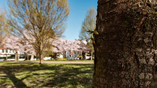 春に咲く桜、ストラスブール、アルザス — ストック写真