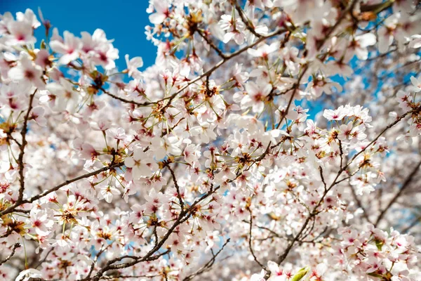 Cerisiers fleurissant au printemps, Strasbourg, Alsace — Photo