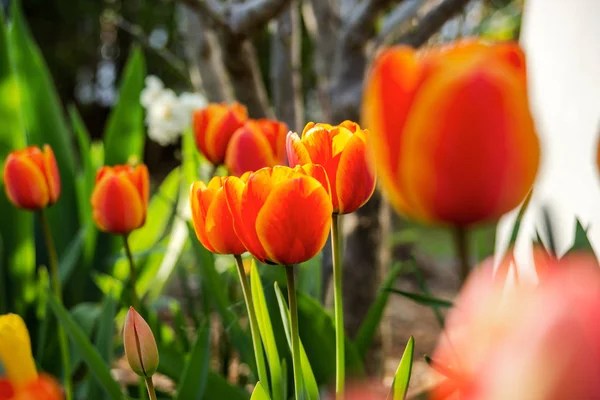 Красивые тюльпаны на весеннем солнце, Эльзас, свежесть и прозрачность — стоковое фото