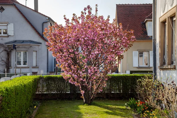 Strazburg'da çiçekli güzel pembe sakura, İlkbahar — Stok fotoğraf