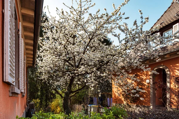 İlkbaharda çiçekli kiraz ağaçları, Strazburg, Alsace — Stok fotoğraf