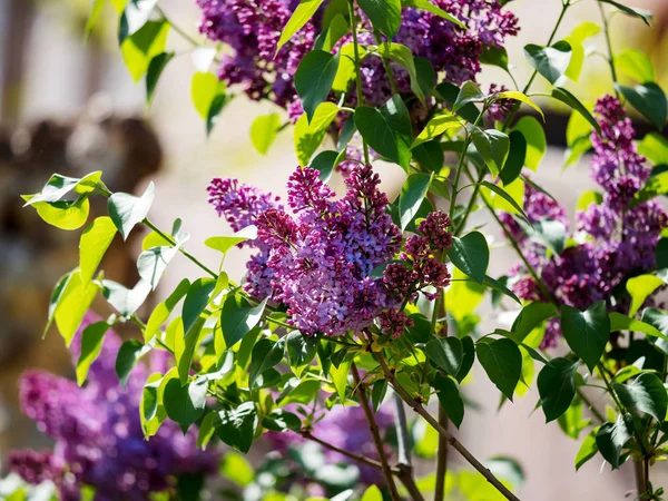 Floraison lilas violette à Strasbourg, journée ensoleillée, belle weath — Photo