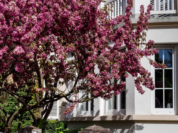 Hermosa flor de sakura rosa en Estrasburgo, primavera — Foto de Stock