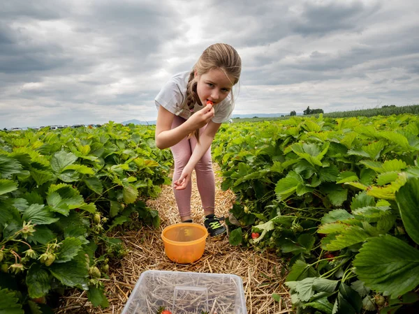 Das Kind pflückt reife Erdbeeren auf dem Feld. das Mädchen isst stra — Stockfoto