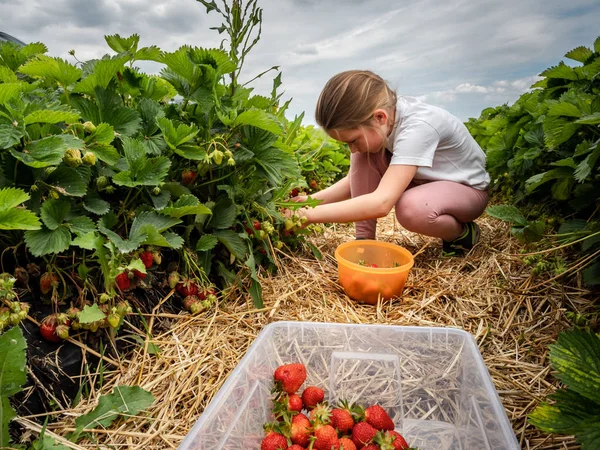Das Kind pflückt reife Erdbeeren auf dem Feld. das Mädchen isst stra — Stockfoto