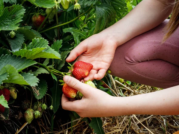 The child picks ripe strawberry in the field. The girl eats stra — Stock Photo, Image