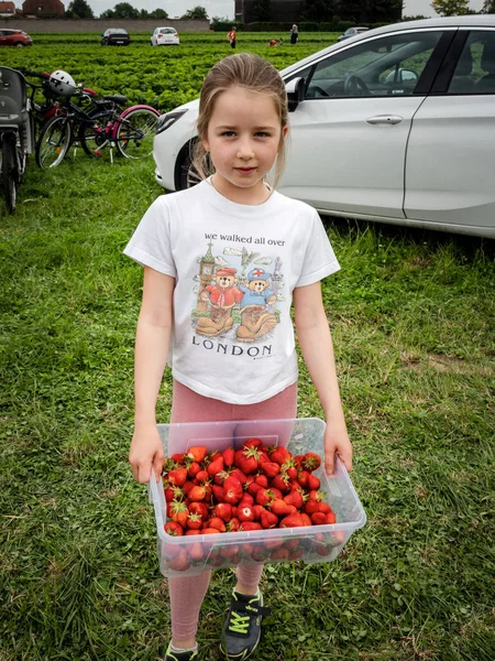 The child picks ripe strawberry in the field. The girl eats stra — Stock Photo, Image