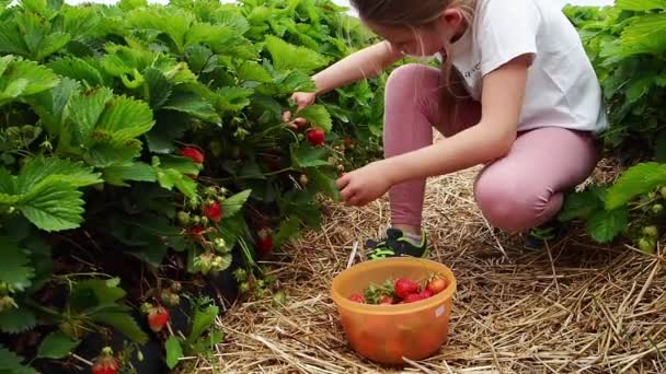 这孩子在田里摘成熟的草莓 这个女孩愉快地吃草莓 — 图库视频影像