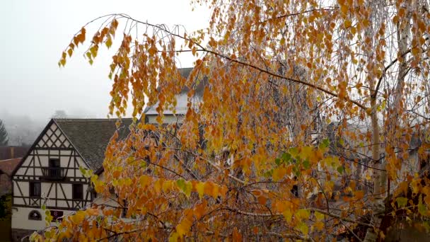 Gelbe Birke Blätter Raureif Die Ersten Fröste Eine Leichte Brise — Stockvideo