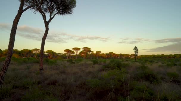 Zedern Bei Sonnenuntergang Majestätische Bäume Der Toskana Italien — Stockvideo