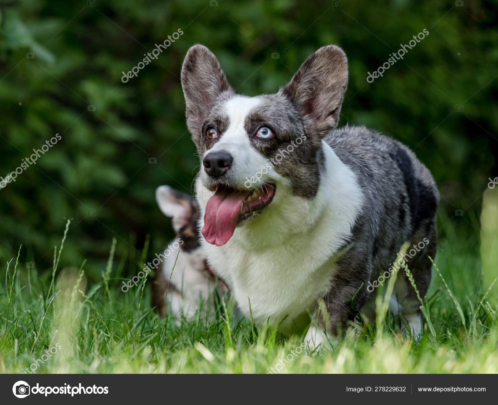 grey corgi