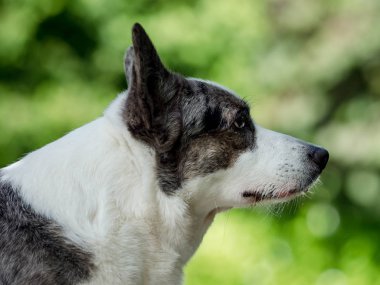 Farklı renkli gözleri ile güzel gri corgi köpek