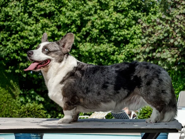 Frumos câine corgi gri cu ochi colorați diferiți — Fotografie, imagine de stoc