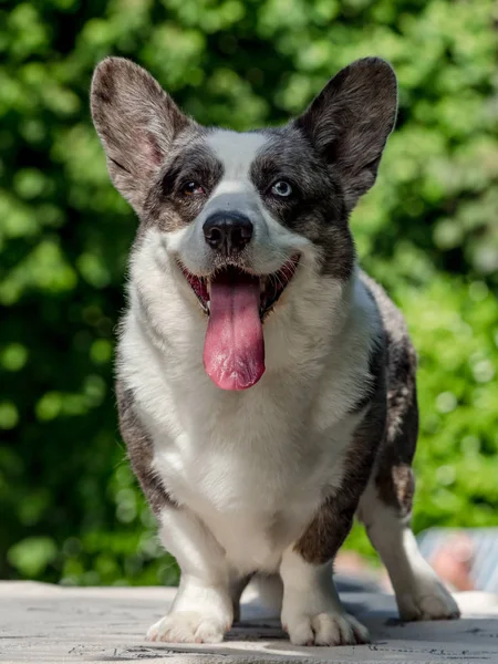 Piękny szary Corgi pies z różnymi kolorowymi oczami — Zdjęcie stockowe