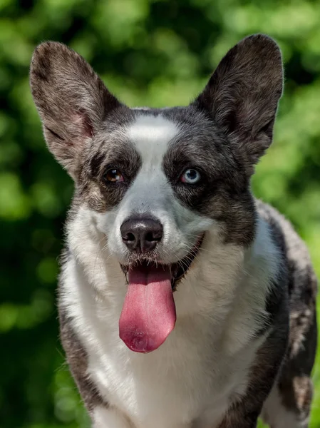 Bonito cão corgi cinza com diferentes olhos coloridos — Fotografia de Stock