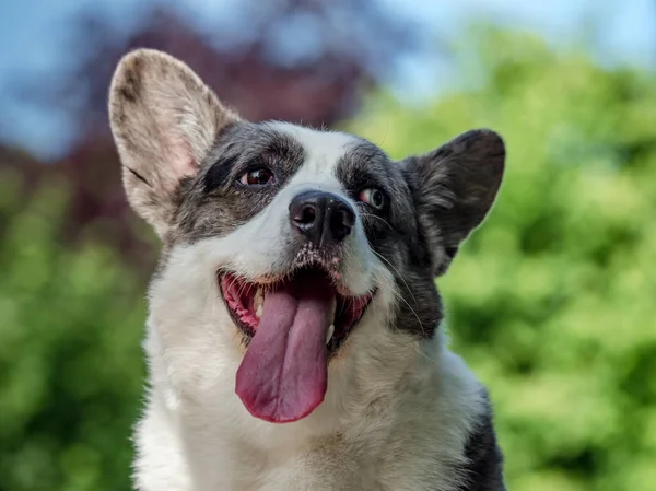 Farklı renkli gözleri ile güzel gri corgi köpek — Stok fotoğraf