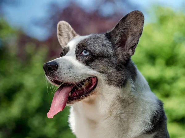 Bellissimo cane corgi grigio con diversi occhi colorati — Foto Stock